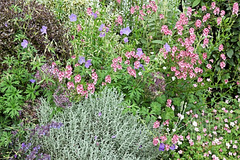 BORDERS_OF_PINK_AND_BLUE_MIXED_HERBACEOUS_PERENNIALS