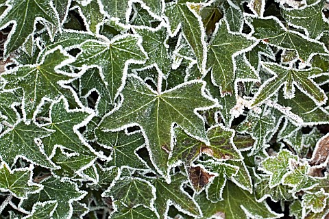 FROSTED_IVY_LEAVES