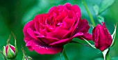 ROSA DARCEY BUSSELL