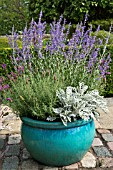 BLUE CONTAINER WITH LAVANDULA STOECHAS
