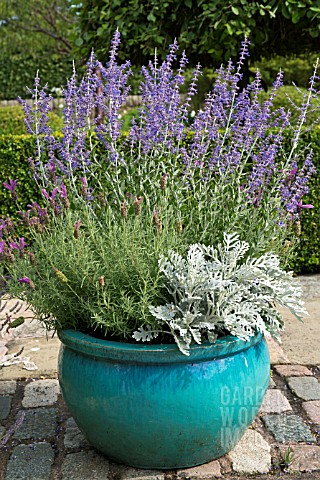 BLUE_CONTAINER_WITH_LAVANDULA_STOECHAS