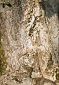 DETAIL OF GIANT TREE TRUNK OF MAGNOLIA CAMPBELLII SUBSP MOLLICOMATA