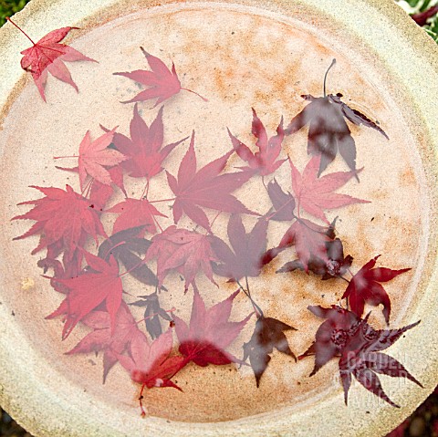 REFLECTIONS_OF_FALLEN_LEAVES_OF_ACER_PALMATUM_BLOODGOOD_IN_BIRD_BATH