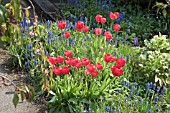 RED TULIPS PLANTED WITH MUSCARI