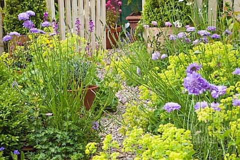 GRAVEL_PATH_WITH_WITH_ALCHEMILLA_MOLLIS_AND_SCABIOUS_AT_HIGH_MEADOW_GARDEN