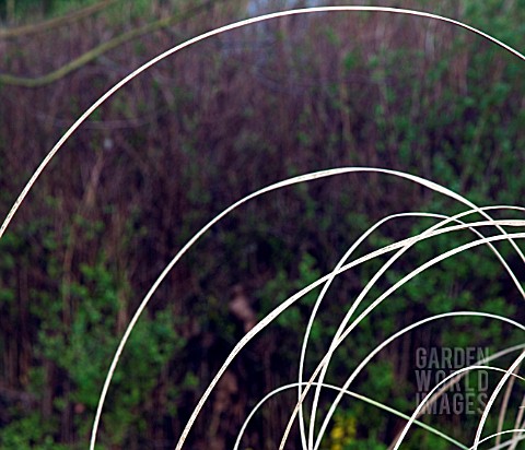 ABSTRACT_ARCHING_ORNATE_GRASS_IN_SPRING