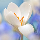 SINGLE WHITE CROCUS FLOWER