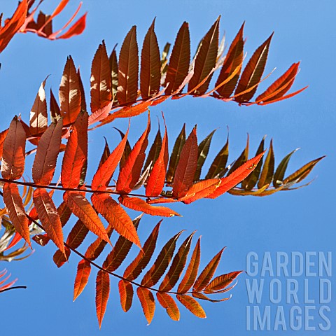 RHUS_TYPHINA_STAGS_HORN_SUMACH