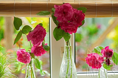 Zephirine_Drouhin_is_a_highly_fragranced_climbing_Bourbon_Rose_amongst_a_handful_of_Roses_that_are_t
