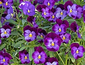 Annual  Viola x Wittrockiana Pansy