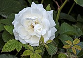 Rosa Burnet Double White