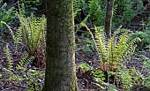 Light woodland with bright green young Ferns unfurling