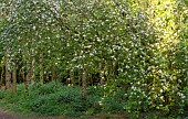 Light woodland with Apple tree in blossom