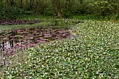 Wild pond in light woodland in spring with emerging plants