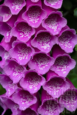 Digitalis_Purpurea_Common_Dalmatian_Purple_Foxglove