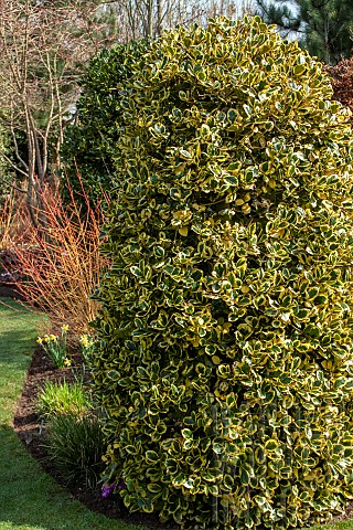 Euonymus_fortunei_Gold_Prince