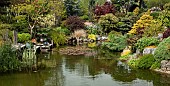 Pond with decking rockery with colourful mature conifers, shrubs and trees in May Late Spring