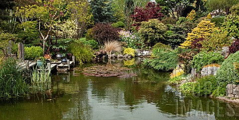 Pond_with_decking_rockery_with_colourful_mature_conifers_shrubs_and_trees_in_May_Late_Spring