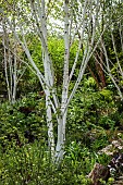 Betula utilis jacquemonttii; Birch Tree