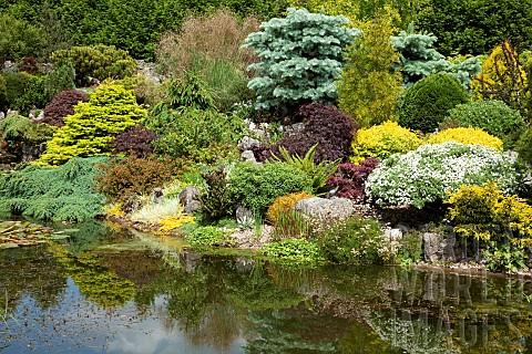Pond_Scree_rock_garden_with_many_small_conifers_and_shrubs_in_June_Early_Summer_in_John_Masseys_Gard