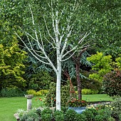 Betula White birch tree