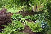 Hostas and Ferns in borders with mature trees and shrubs in June Early Summer in John Massey`s Garden Ashwood