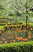 Spring blossom trees with Tulipa `Orange Princess`