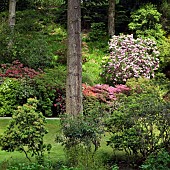 Scenic woodlandland garden with towering mature trees, striking rhododendrons in early June