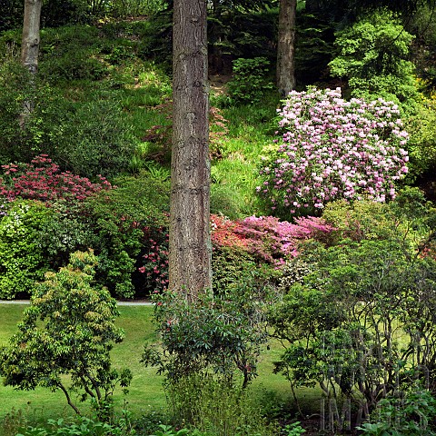 Scenic_woodlandland_garden_with_towering_mature_trees_striking_rhododendrons_in_early_June