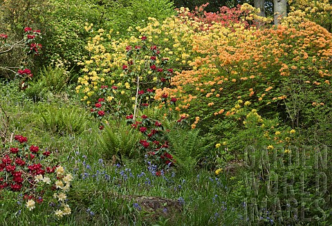 Dell_with_stream_waterfall_and_rock_garden_with_many_Rhododendrons_and_Azaleas