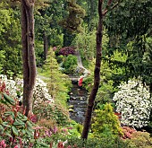 Stream running through the woodland garden, with striking Rhododenrons