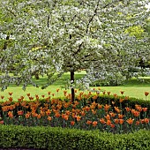 Spring blossom trees underplanted with Tulipa `Orange Princess` tulips, enclosed by shaped box hedging,in early June