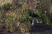 Deciduous Tree Betula pendula Youngii