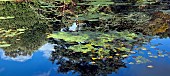 Autumnal reflections of blue sky and garden in pond