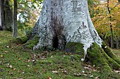 Mature deciduous Beech tree in November