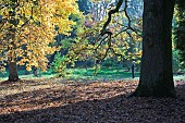 Autumn colour at Batsford Arboretum, Batsford, Moreton in the Marsh, Gloucestershire, England, United Kingdom, UK, Europe
