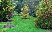 Trees and shrubs in autumn colour in woodland garden at Bluebell Arboretum Smisby Derbyshire