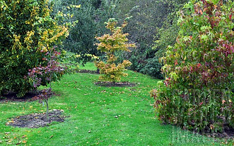 Trees_and_shrubs_in_autumn_colour_in_woodland_garden_at_Bluebell_Arboretum_Smisby_Derbyshire
