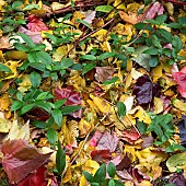 Leaf detritus on ground in woodland garden