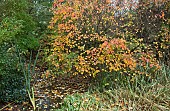 Woodland garden in autumn with deciduous tree Amelanchier x grandiflora Autumn Brilliance in woodland garden autumn at Bluebell Arboretum Smisby Derbyshire England United Kingdom