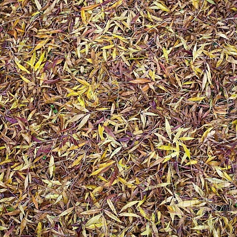 Autumn_leaves_fallen_and_covering_ground