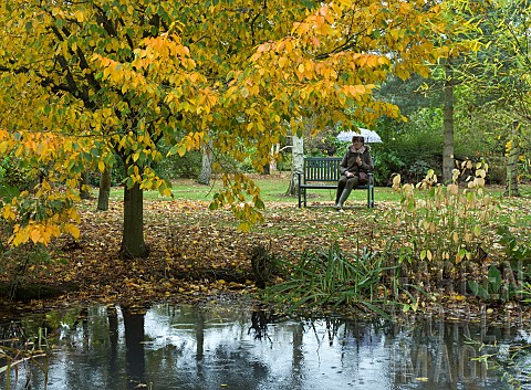 Seating_under_spreading_deciduous_tree_Carpinus_Betulus_Purpurea_common_Hornbeam_pondside_in_autumn_