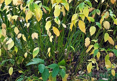 Deciduous_shrub_Dogwood_with_green_stems_in_woodland_garden_autumn_at_Bluebell_Arboretum_Smisby_Derb