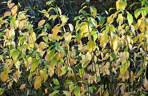 Dogwood_with_green_stems_and_yellow_green_leaves_in_woodland_garden_autumn_at_Bluebell_Arboretum_Smi