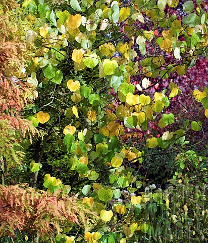 Cercis_Canadensis_Hearts_of_Gold_Eastern_Redbud