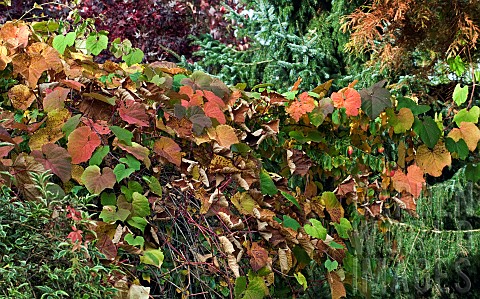 Vitis_a_deciduous_twining_climber_in_Autumn_in_woodland_garden_at_Bluebell_Arboretum_Smisby_Derbyshi