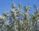 Salix Alba White Willow