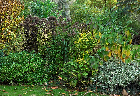 Mature_tree_and_shrubs_in_glorious_Autumn_colour_in_woodland_garden_at_Bluebell_Arboretum_Smisby_Der