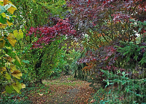 Glorious_Autumn_colour_of_mature_trees_and_shrubs_in_woodland_garden_at_Bluebell_Arboretum_Smisby_De