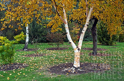 Betula_x_Charlotte_Charlottes_Birch_yellow_leaves_in_Autumn_and_stunning_peeling_creamy_bark_Woodlan